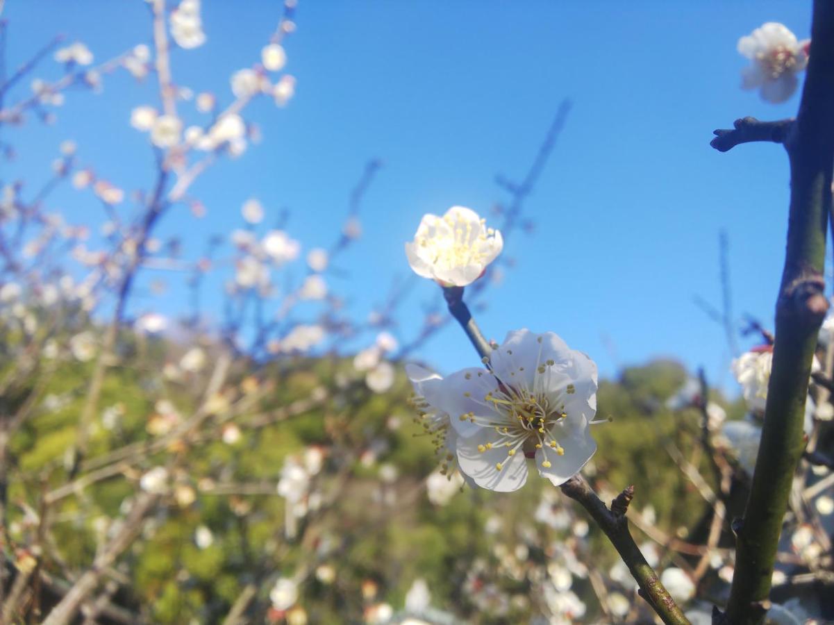 토사류 온센 산요소 료칸 Tosa 외부 사진